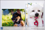 Professional Photo Output